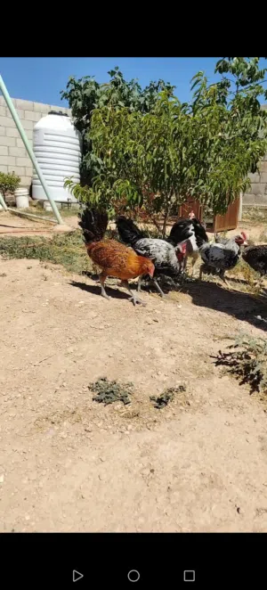 12 طير دجاج 5فرخات 7ديوك عمر 5اشهر