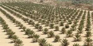 ابحث عن مستثمر لاقامة مشروع زراعة النخيل واستزراع سمكي نوع بلطى وروبيان