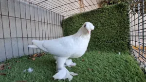 مجموعة حمام x