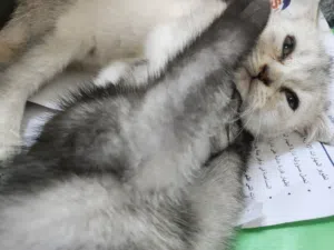 3 سكوتش فولد بعمر شهرين ونص مع البيت الخاص