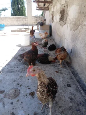 موجود فراخ