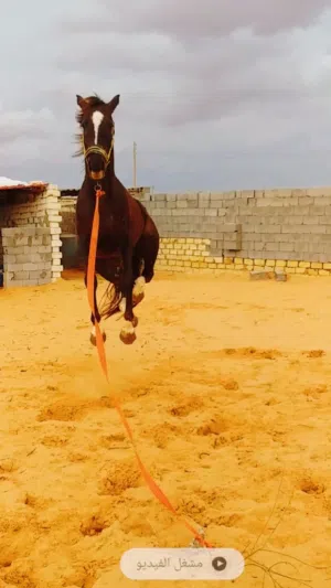 مجدي احمد 