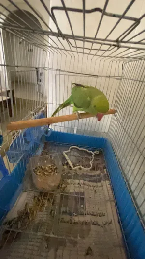 Parrots2