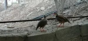 للبيع زوج حجل باكستاني + يمام المنقط ماشاء الله طيور جميله ومستمر الآنتاج فرصه الي باغي حال تربيه