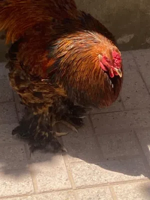 بسم الله ماشاءالله تبارك الرحمن اذكر  الله 6 فراريج و زوز عتاتيق حاجه جديده