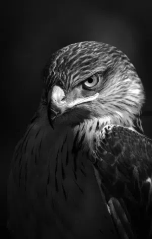 ديكور فاخر يبدأ بلوحة فنية