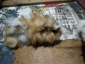 Rabbits1
