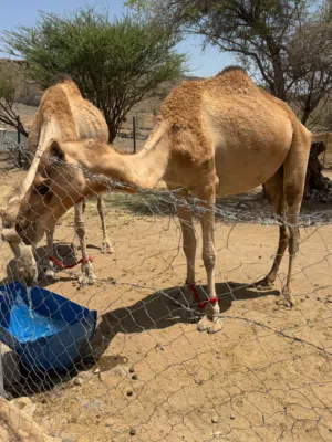 ناقة مدني للبيع