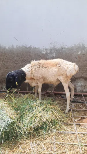 كبش صومالي للبيع