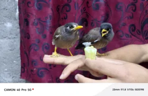 مينات للبيع ثنينهن 40