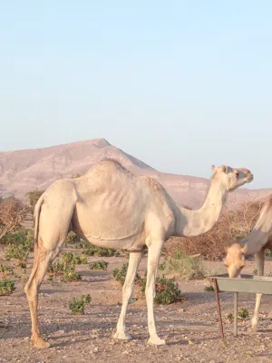ناقه للبيع