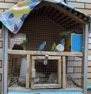 طيور حب وكوكتيل