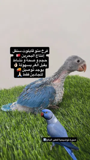 فرخ متو فايلوت