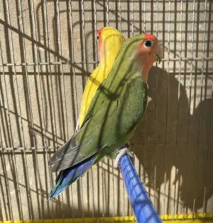 زوزانتايات بركديلو حاجة غليظه درجة أولى منتجات