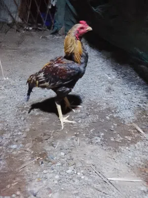 وةةةةممزززززز