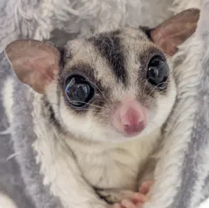 Sugar glider
