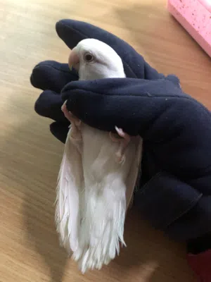 عصافير روز البينو لديهم ميزات جميله ستكتب في الوصف العمر 9 اشهر قرابه البيض ما شاء الله