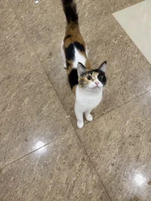 قطة بلدي ، التبني