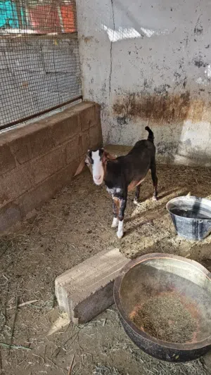 شاه رحبيه العمر سنه و شهرين