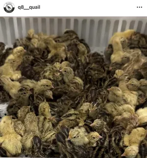 ‏دجاج‏4
