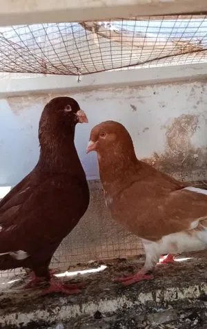 6 جواز حمام و 7 حبات للبيع مع بعض 19 حبه
