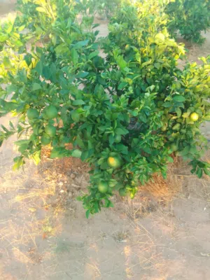 Farm Land for Sale in Zawiya Western Zawiya