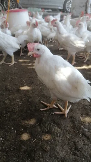 دجاج الوهمن البياض