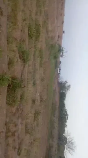 Farm Land for Sale in Lahij Other