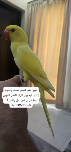 درة مطوقة اليف لاتينو للبيع