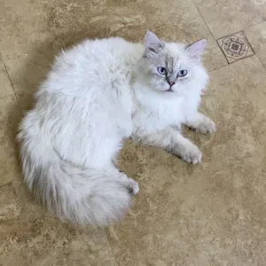 مجموعة قطط للبيع
