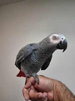 Jumbo Size Grey Parrot