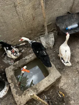 بش مصري 50بيهن مجال بياضات البصره الحيانيه