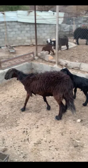 جاعده وبنها رويان حليب الله يبارك