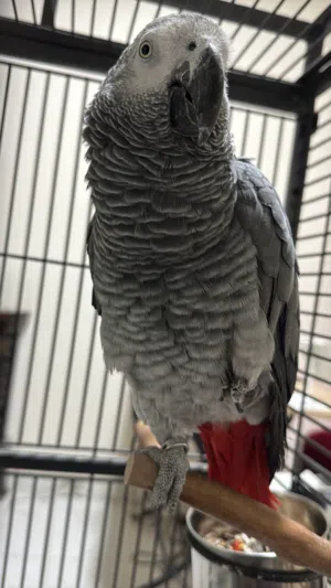 كاسكو افريقي