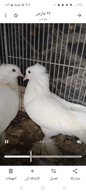 نيكولا زوجين وصفرزيراي للبيع 3ازواج بصره الزبير