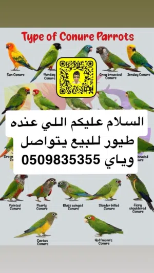 مطلوب اخواني جميع انواع الببغاوات