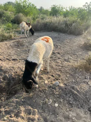 كباشه صومالي مطعوم  (اقرا الوصف)