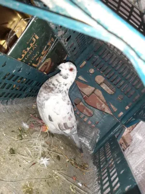 حمام للبيع اقرا الوصف