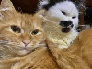 شيرازي تبني