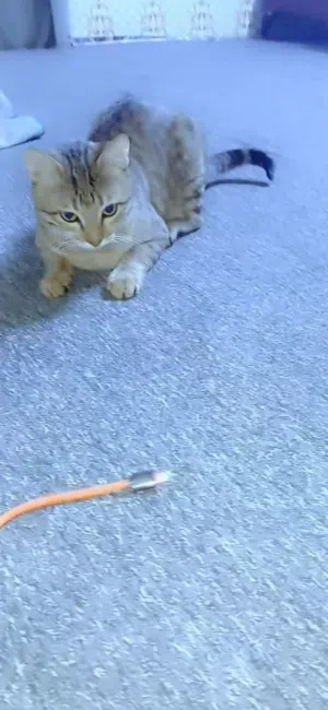 قطه ذكر  كلش ذكي