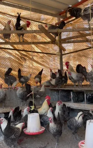 للبيع صيصان الدجاج الفيومي(تواصل وتساب فقط)