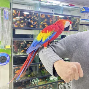 للبيع ببغأت أليفه متكلمه