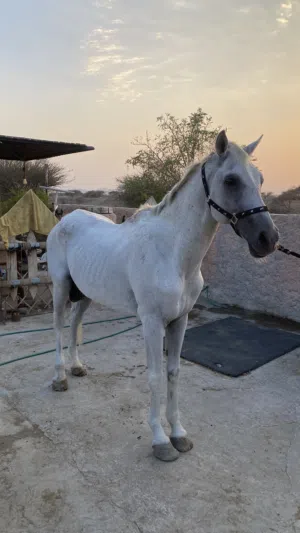 للبيع للجاد خيل سليم