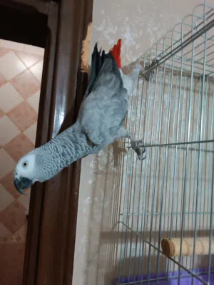 كاسكو متكلم اليف جدا