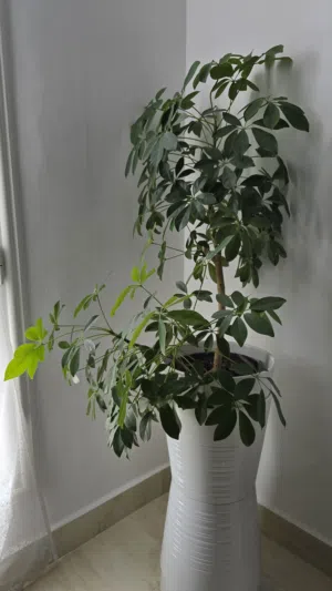 Huge collection of House Plants