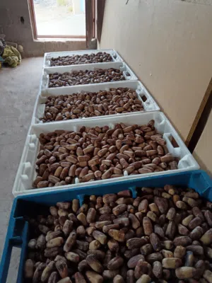 تمر نغال جريجرو