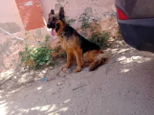 انثي جيرمن شيبرد