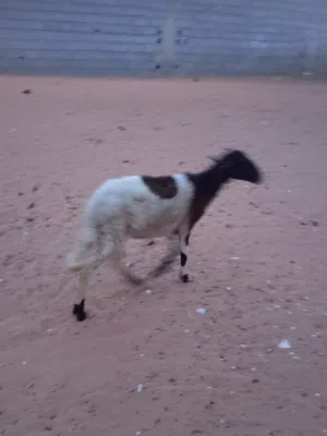 نعجه عشره ماشالله