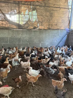 للبيع دواجن محلية بصحة عالية جداً عمر شهرين ونص