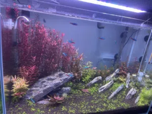 حوض سمك مزروع هايتك اكوا جابان